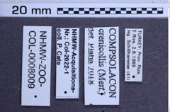 Etiketten zu Agrypnus crenicollis (NHMW-ZOO-COL-0008009)